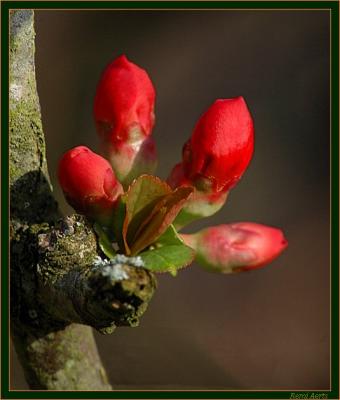 bloemkoppen