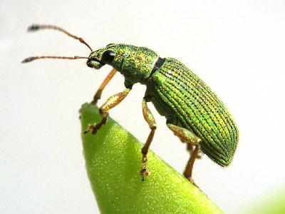 Green Weevil