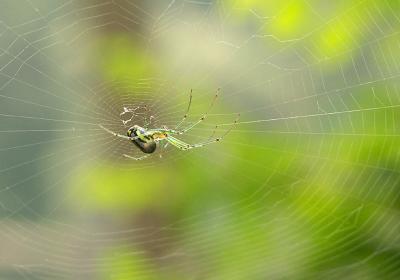 Orb-Weaver Spider in Wait