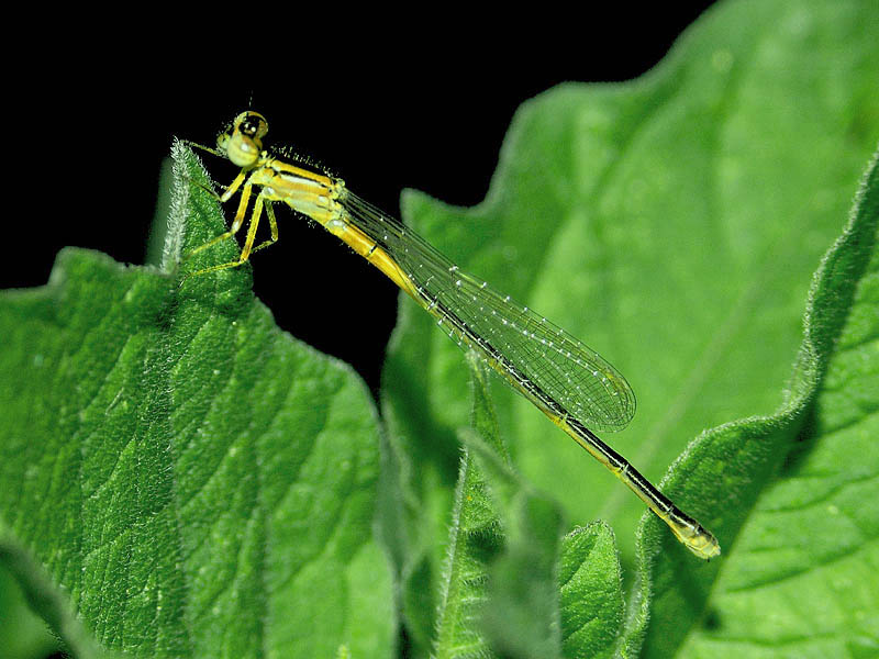 Damselfly