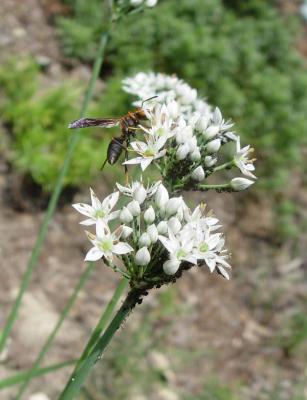 Garlic Chives with Wasp and Aphids