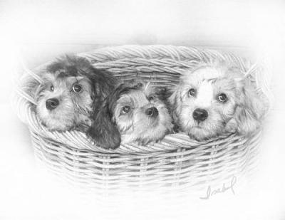 3 Pups in Basket