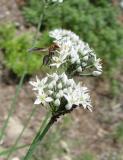 Garlic Chives with Wasp and Aphids