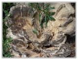 A Fungus Amungus