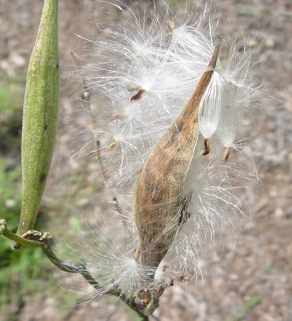 Asclepias (Butterfly Weed)