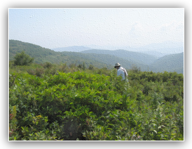 Picking Blueberries