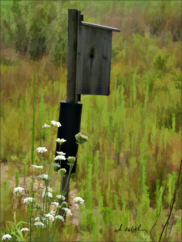 Nest Box