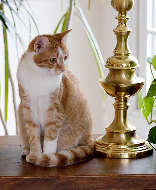 With Tripod