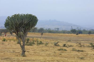 Huge cactus tree on route Arusha to Manyara Park