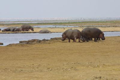 Hippos by Lake Manyara