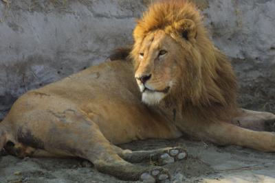 Lion distracted from his sleep