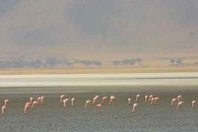 Pink flamingos in Ngorongoro Crater Lake