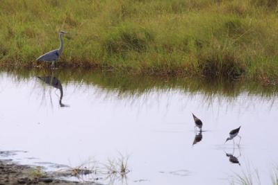 Birds in Ngorongoro