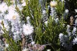 Kilimanjaro everlasting silver flowers