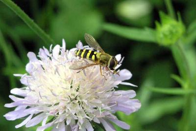 180704w bloeme wasp 2zrmobis.jpg