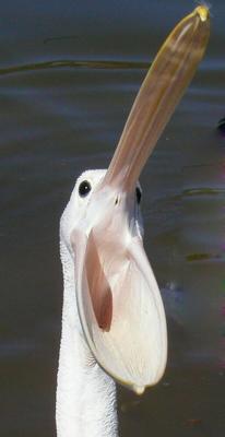 Open wide Cropped.jpg