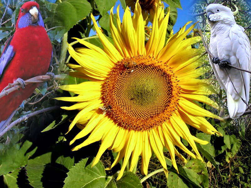 Sunflower2.jpg