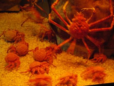 Chili Crabs