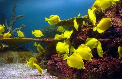 Yellows