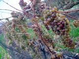 Frozen Grapes