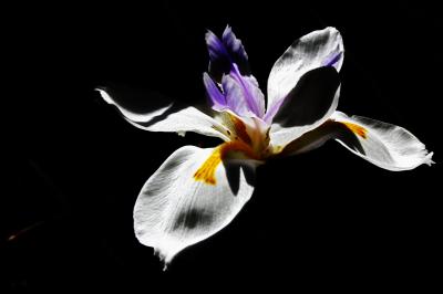 Iris Shadow & Light