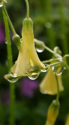 Late Afternoon Rain