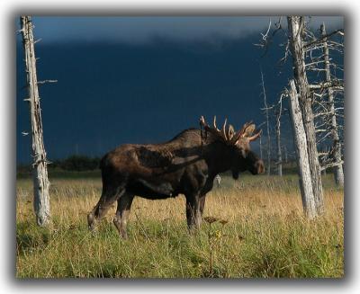 Standing Moose