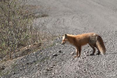 Another red fox