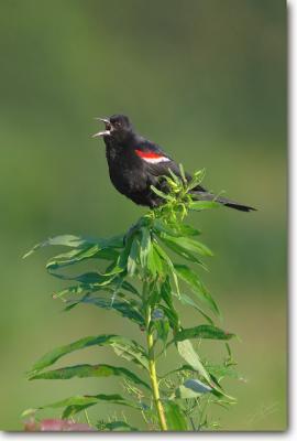 <!-- CRW_2287.jpg -->Red-winged Blackbird