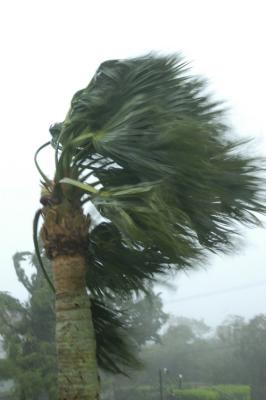 During the storm, this tree outside my window was the most reliable indicator of the storms progress through Bermuda. It is blowing towards the NE at about 11:00 in the morning. By the end of the storm it had moved all the way around and was pointing directly at the window making it unwise to take another picture.