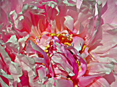 u32/jcarter/medium/21217623.Peony_no_filters_onlyPSE.jpg