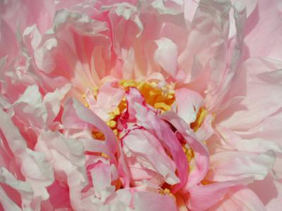 The untouched Peony