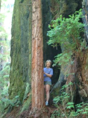 J in the big redwoods