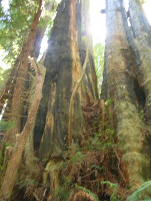 Big Redwoods