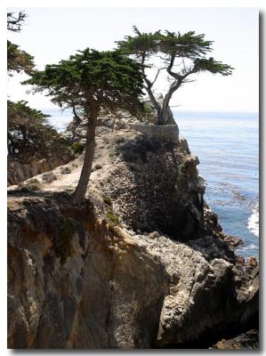 Monterey: Lone Tree