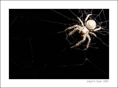 Spider 1