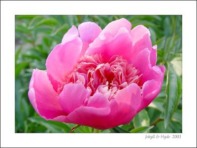 Peony