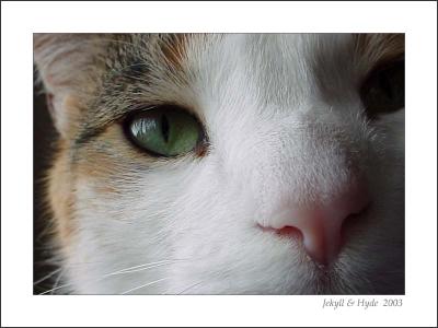 Peaches