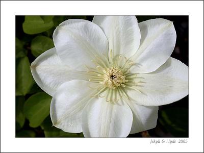 Clematis