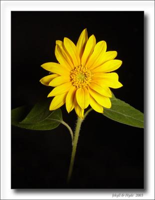 Petit Sunflower.jpg