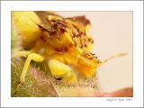 Jagged Ambush Bug