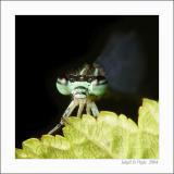 Damsel