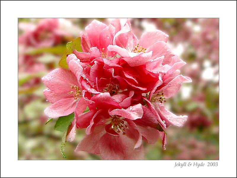 Apple Blossom