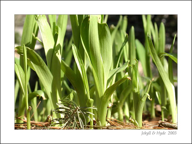 Petit Stalks