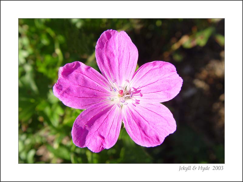 Petals