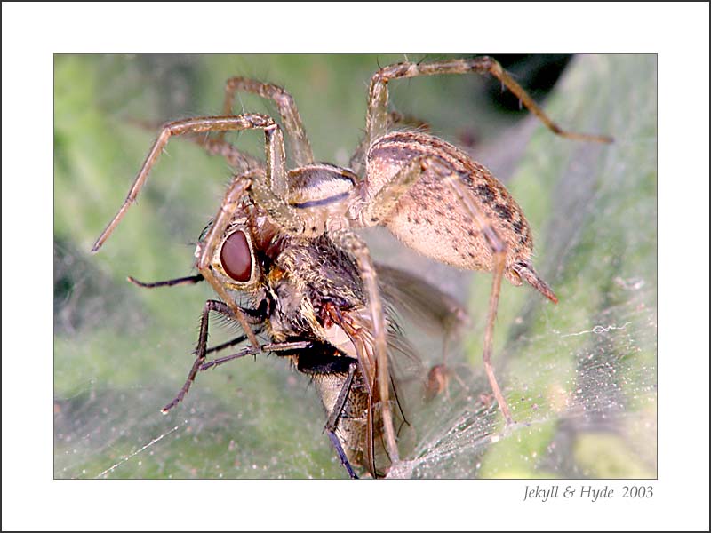 Lunch on the Fly
