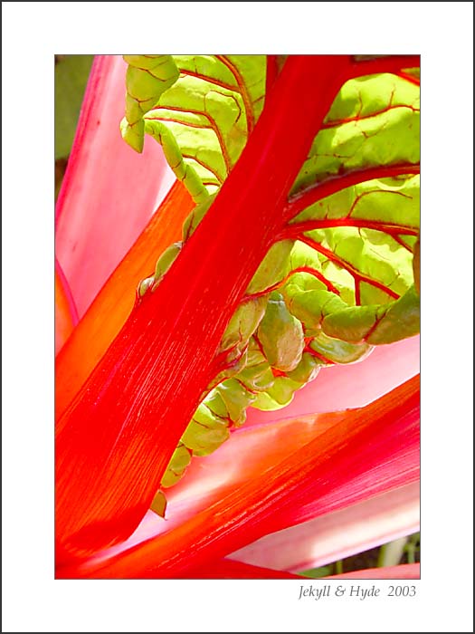 Rhubarb