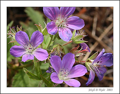 Purple1.jpg