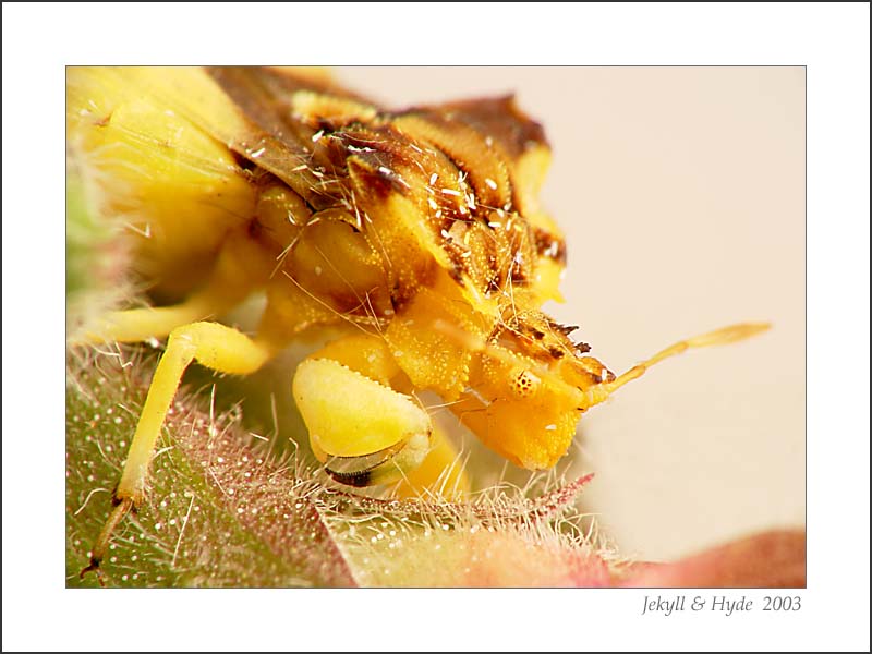 Jagged Ambush Bug