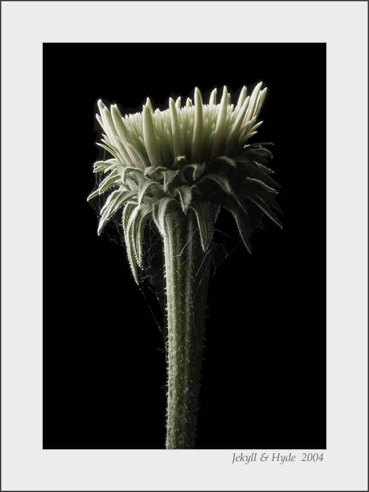 Lone Cone